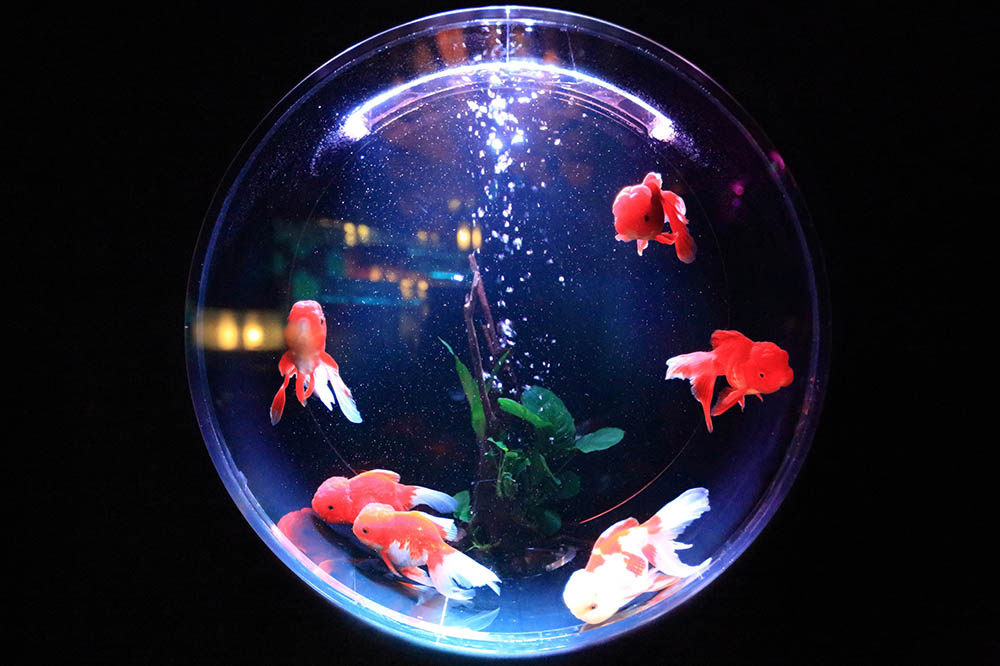 small gold fish tank_Kazuend_Unsplash