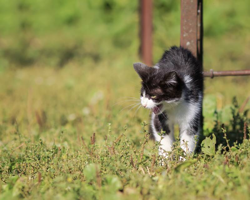 small kitten sternly coat and arched back