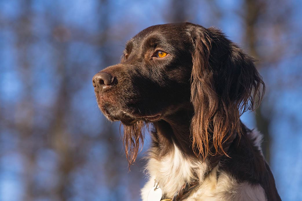 small munsterlander dog