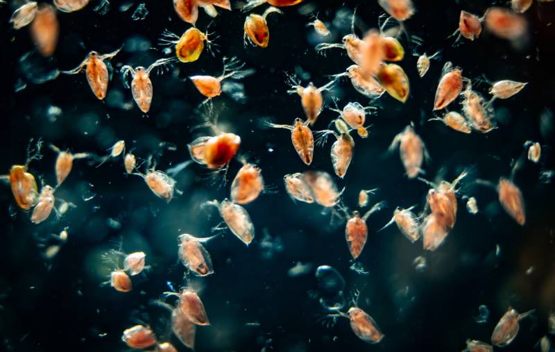 small planktonic crustaceans usually used as fish food in aquariums