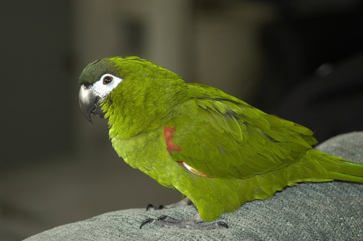 smaller macaw