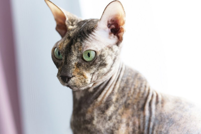 smart-Donskoy-Sphynx_BLACKDAY_shutterstock