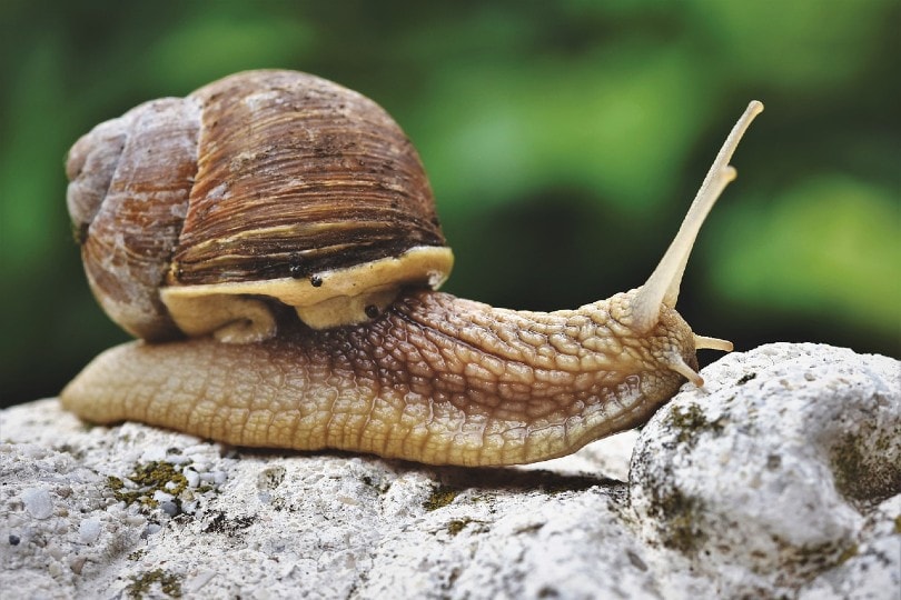 snail crawling on rock