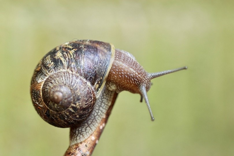 snail on the tip of a stick