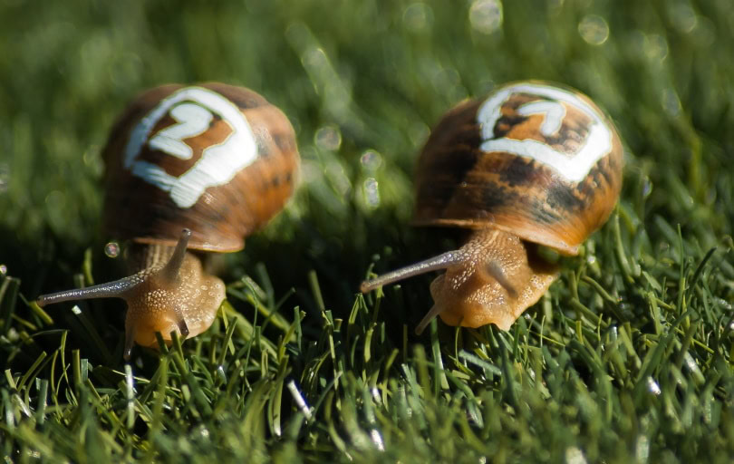 snail racing_jacqueline macou_Pixabay