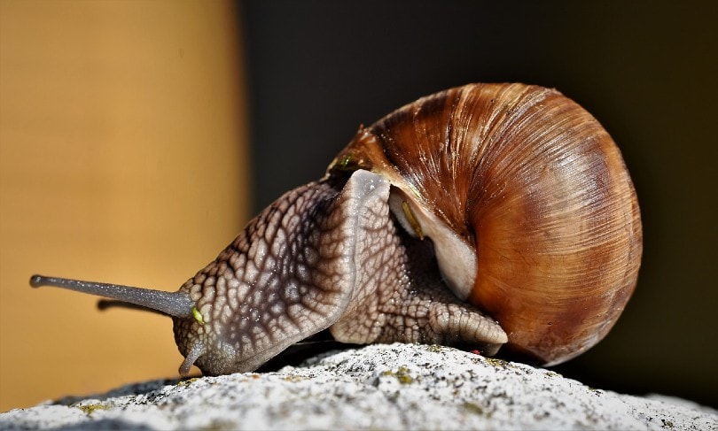 snail