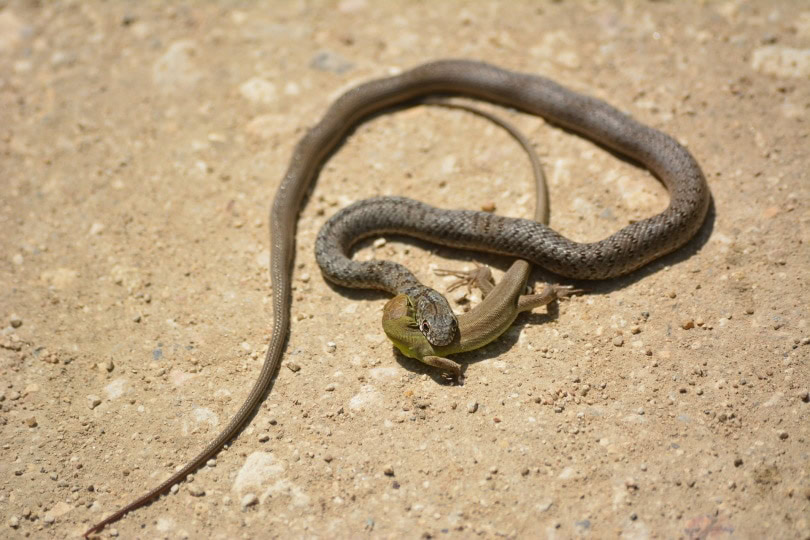 snake and lizard fighting
