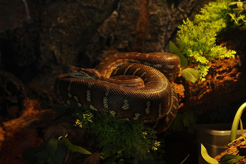 snake in a dark place