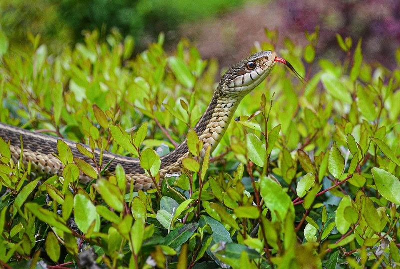 snake outdoor