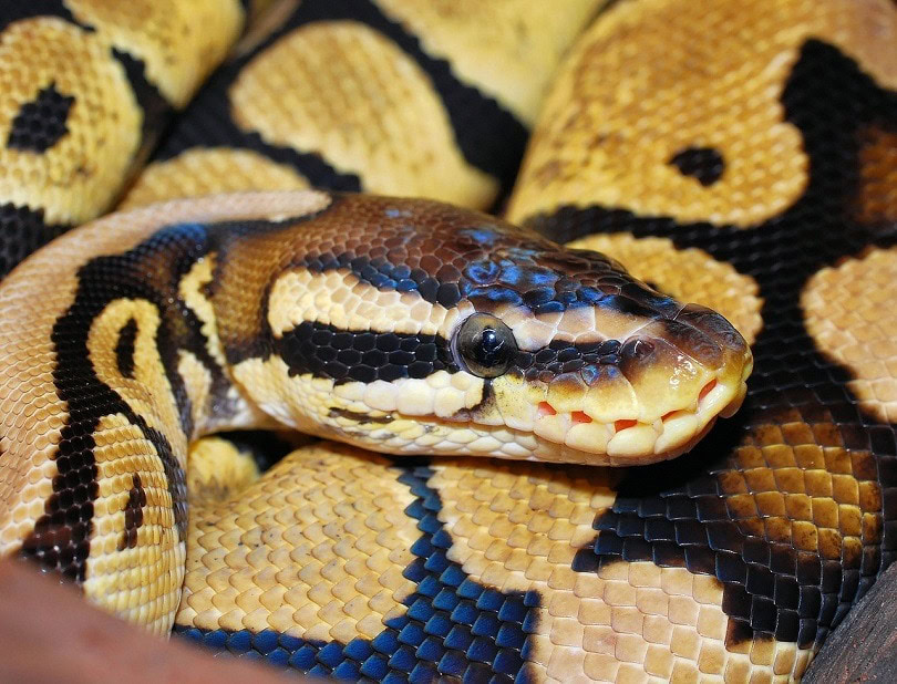 snake-pixabay