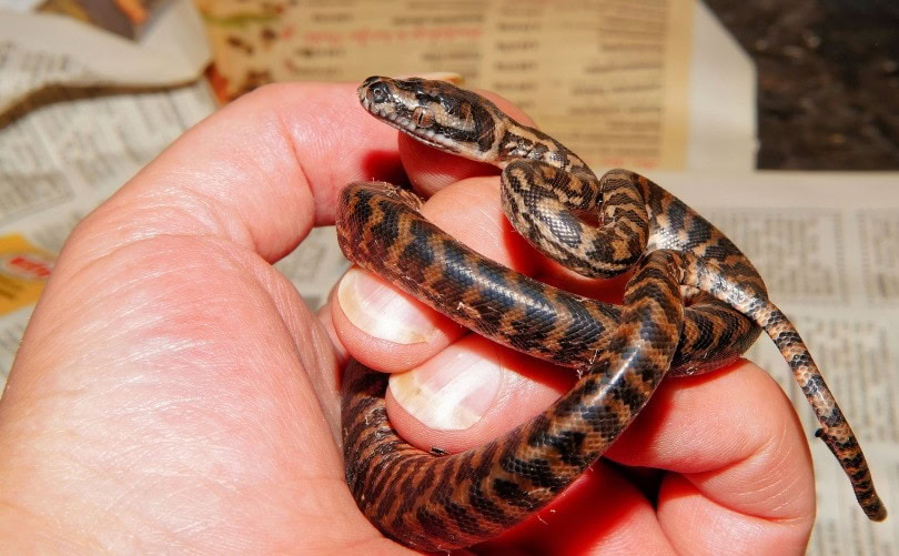snake_Karsten Paulick_Pixabay