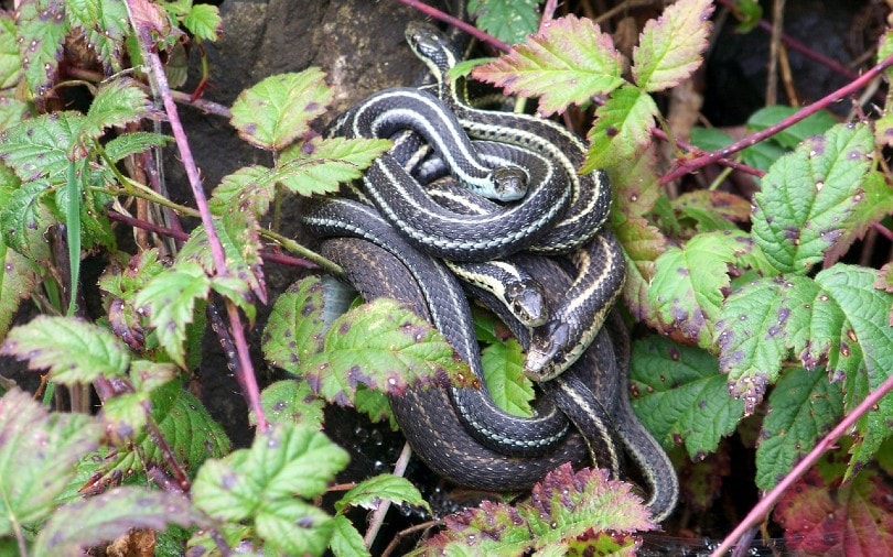 snakes in the wild