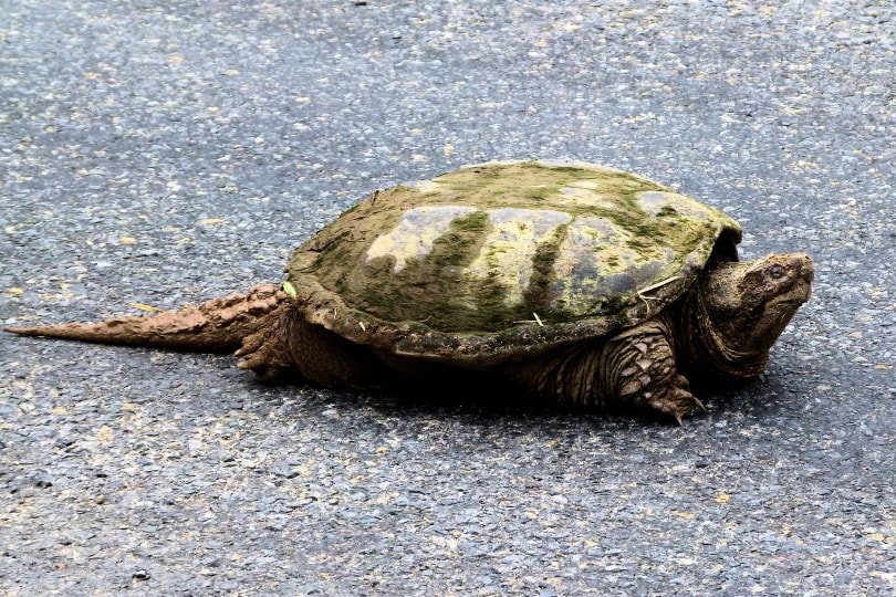 snapping turtle