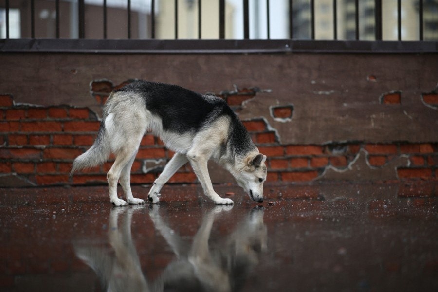 sniffing dog