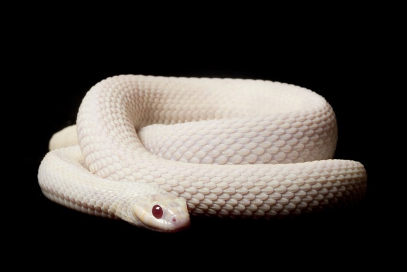 snow garter snake