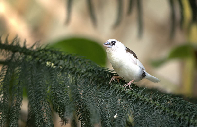 society finch in a pine tree