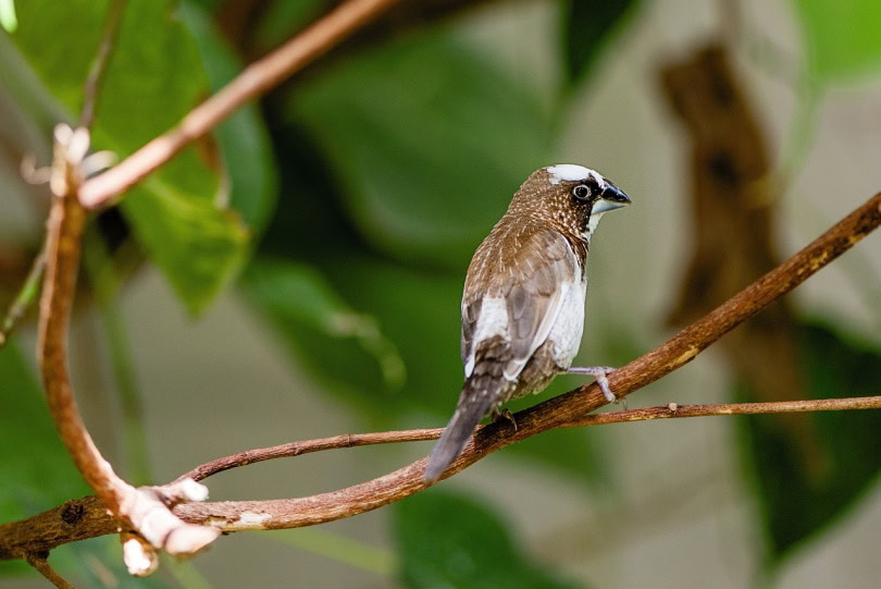 society finch on a tree branch