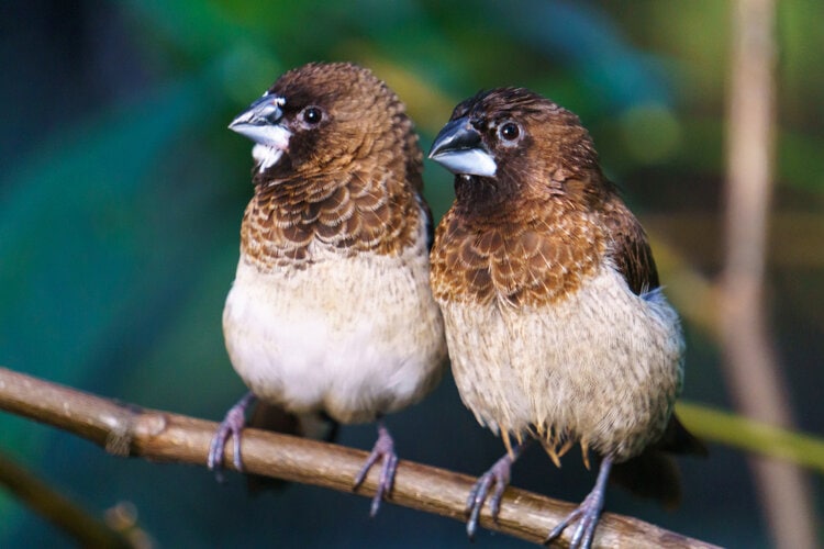 society finches