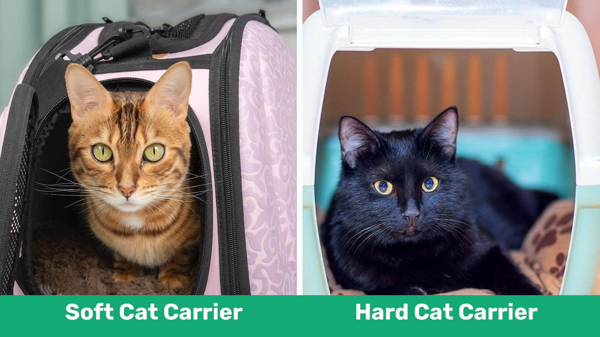 soft vs hard cat carrier comparison