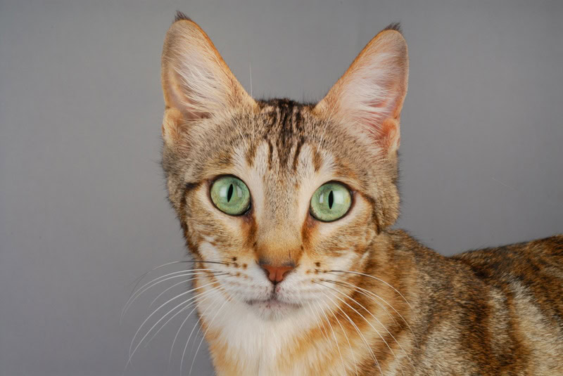 sokoke cat head
