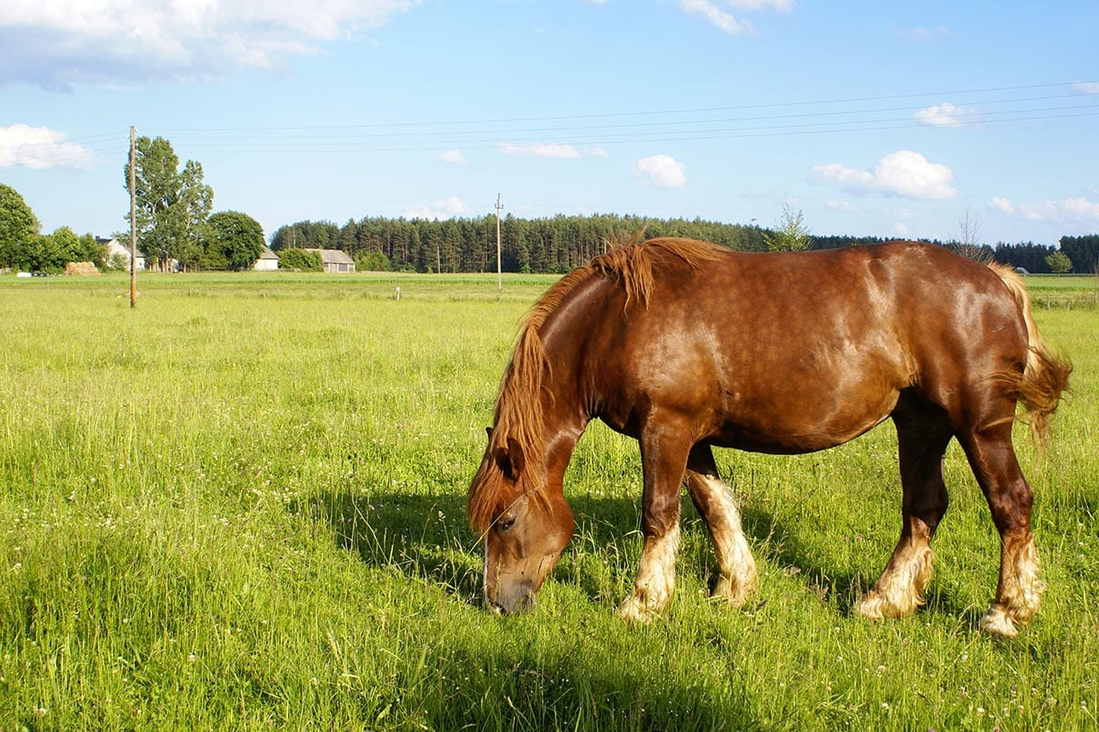 Sokolski Horse