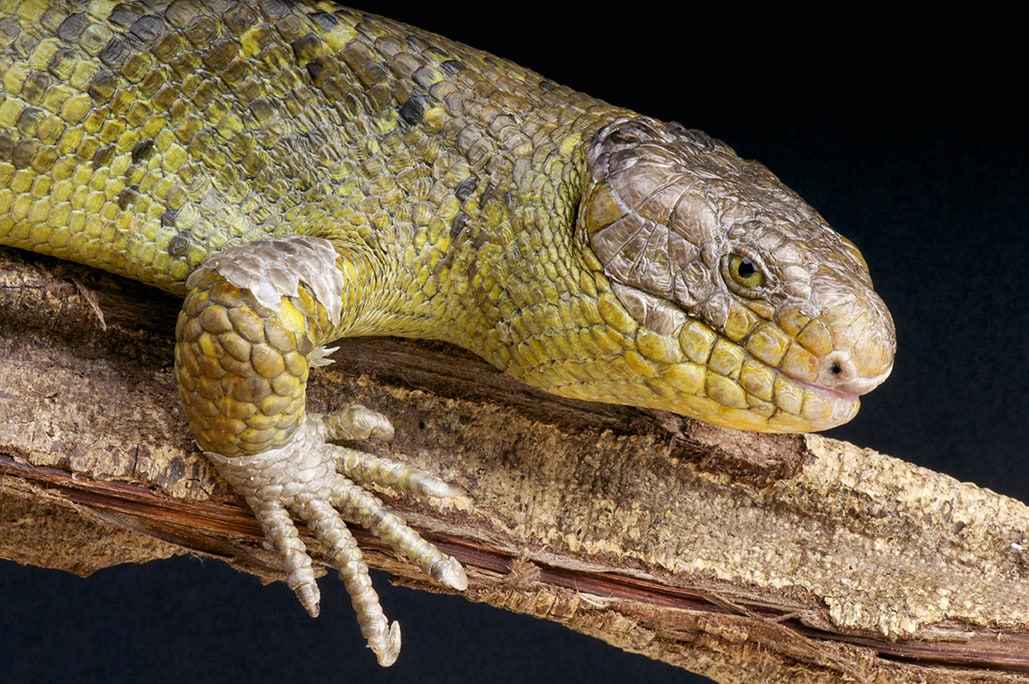 solomons island skink