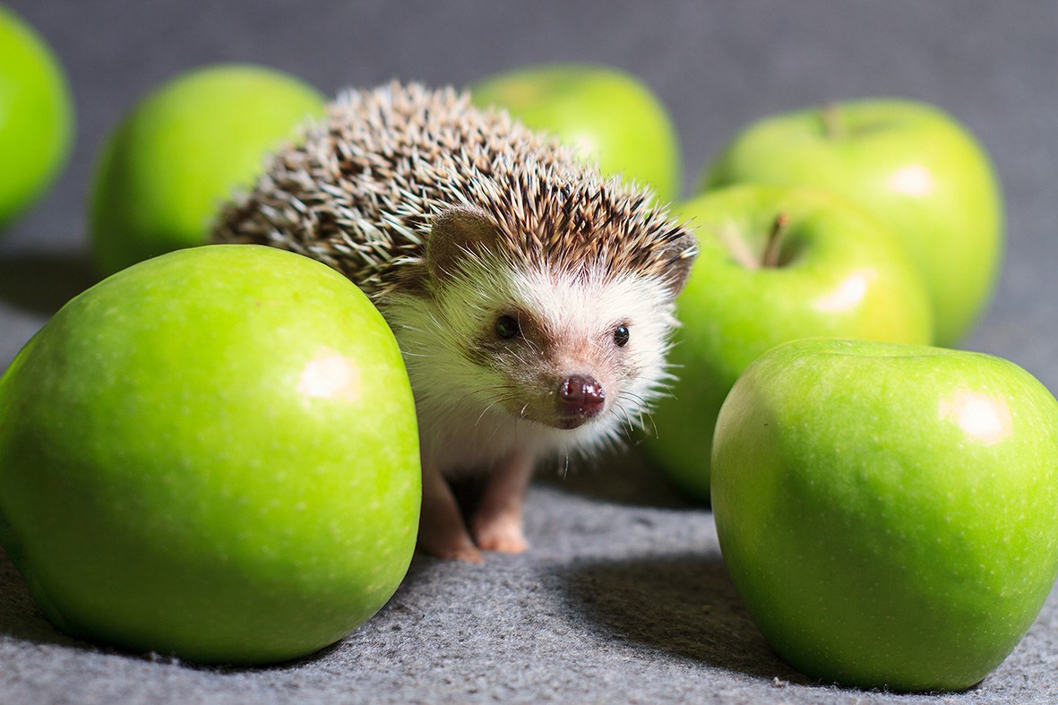 somalia hedgehog