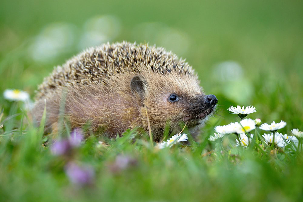 southern white-breasted hedgehog