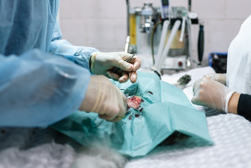 spaying or neutering a pet