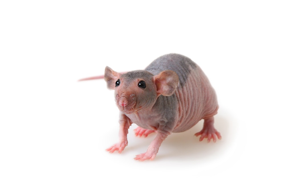 sphynx rat