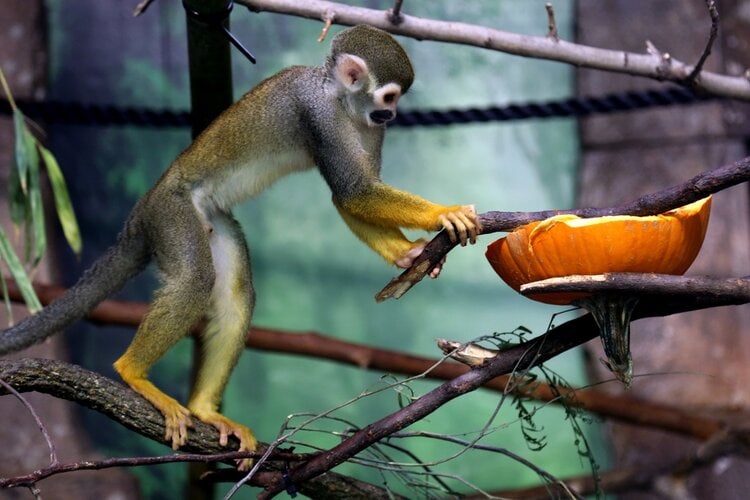 spider-monkey