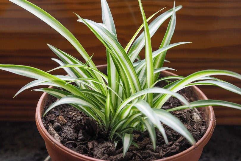 spider plant_t50_Shutterstock