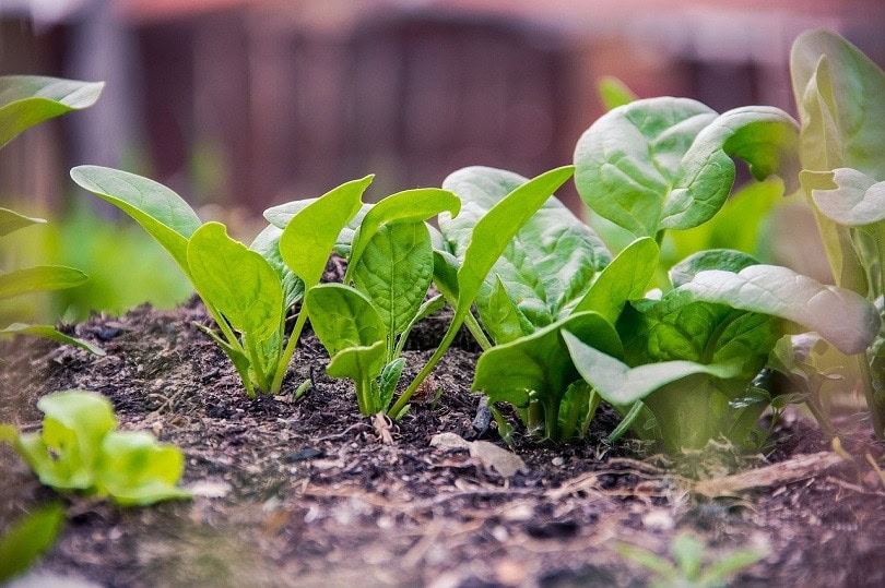 spinach-pixabay