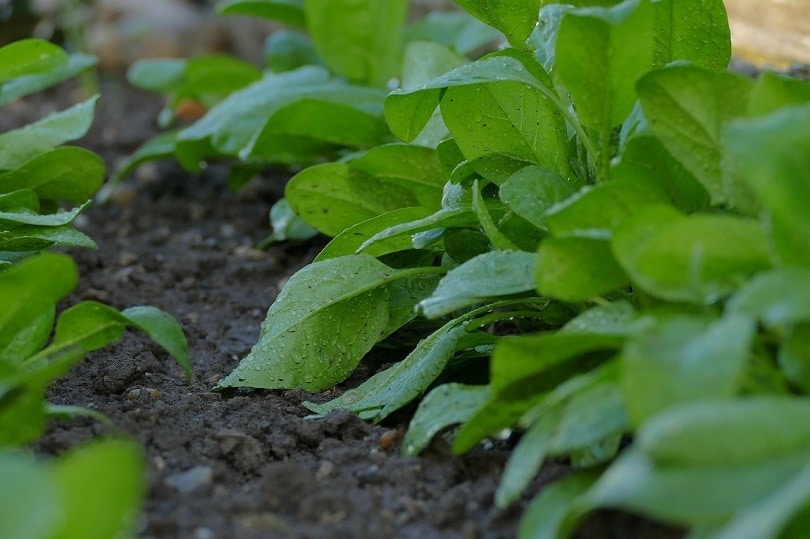 spinach-pixabay