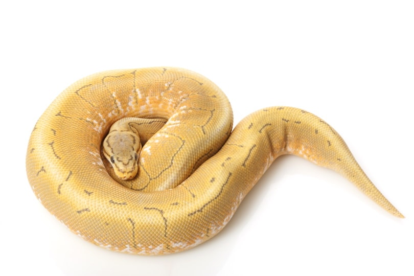 spinner ball python