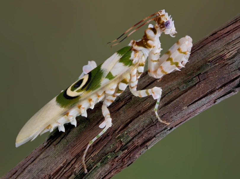 spiny flower praying mantis