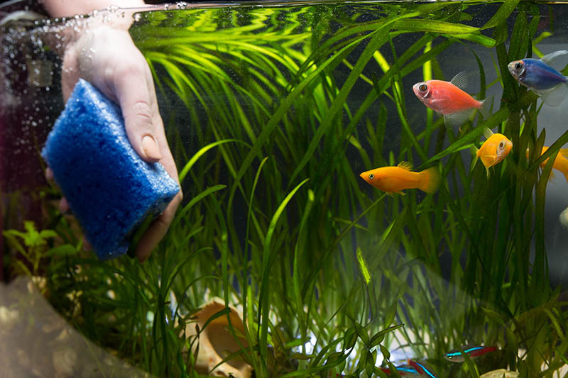 Sponge cleaning an aquarium