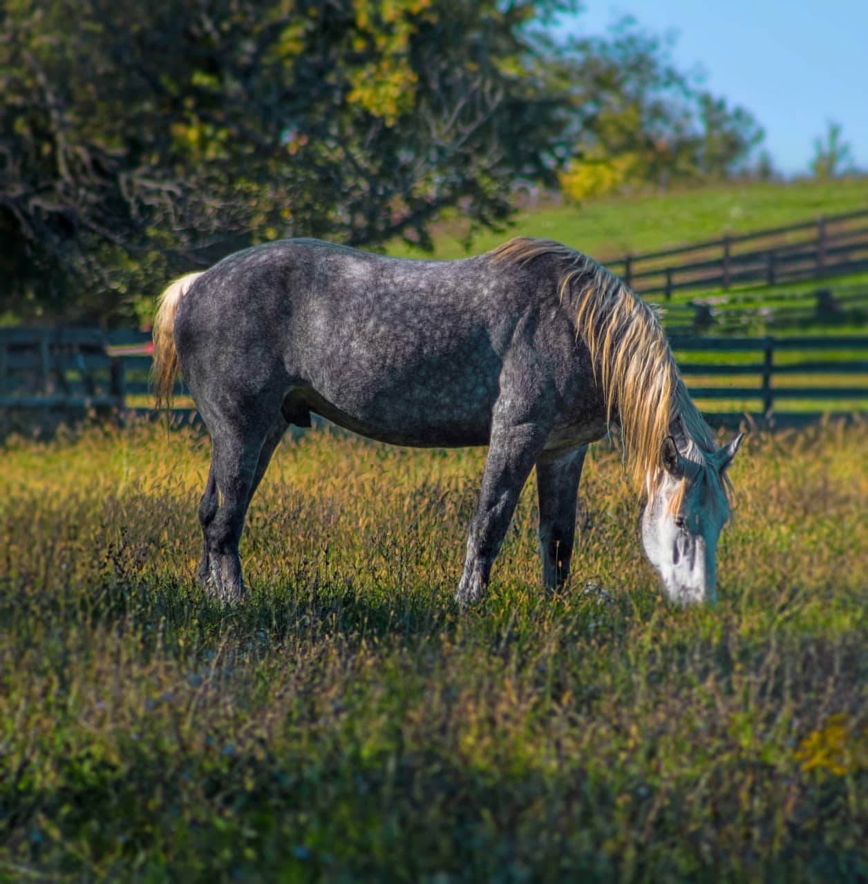 spotted Percheron Horse