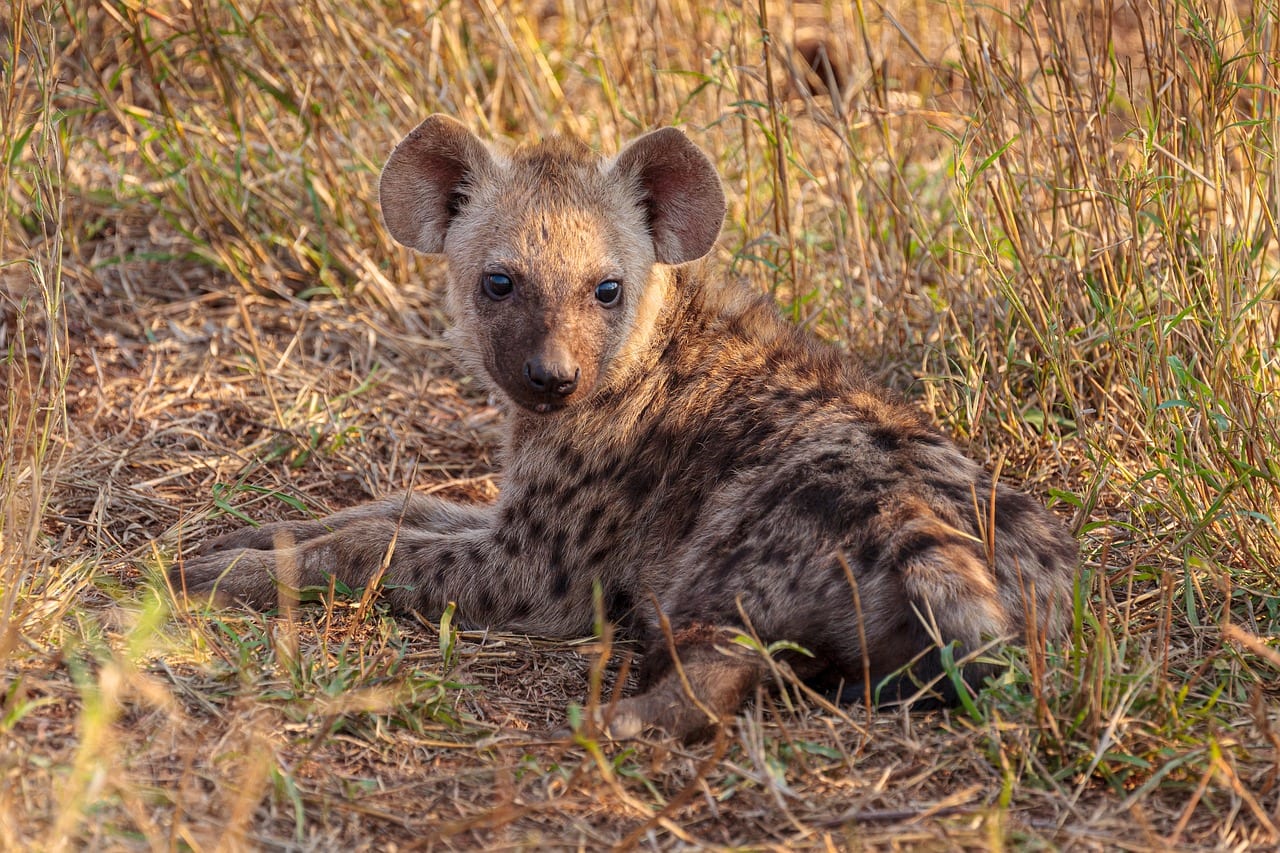 Spotted hyena, Cub