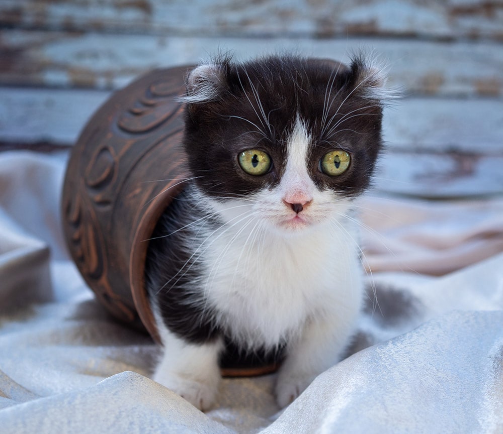 spotted kinkalow kitten with curled ears