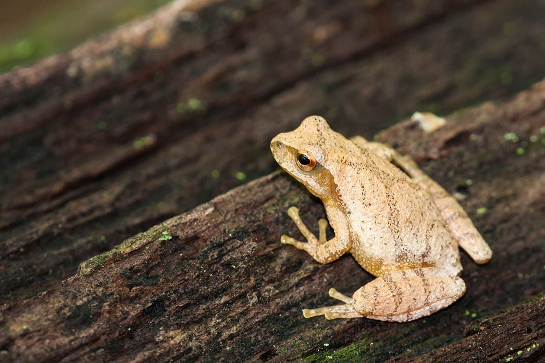 Spring Peeper