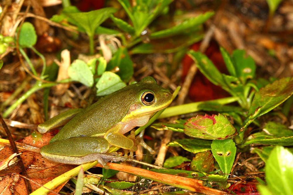 Squirrel Tree frog