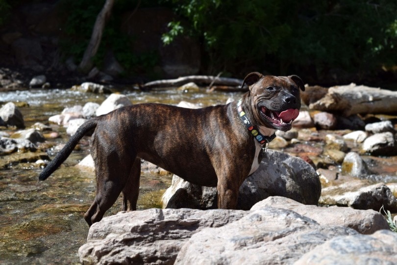staffordshire-bull-terrier_Lindasay_Pixabay