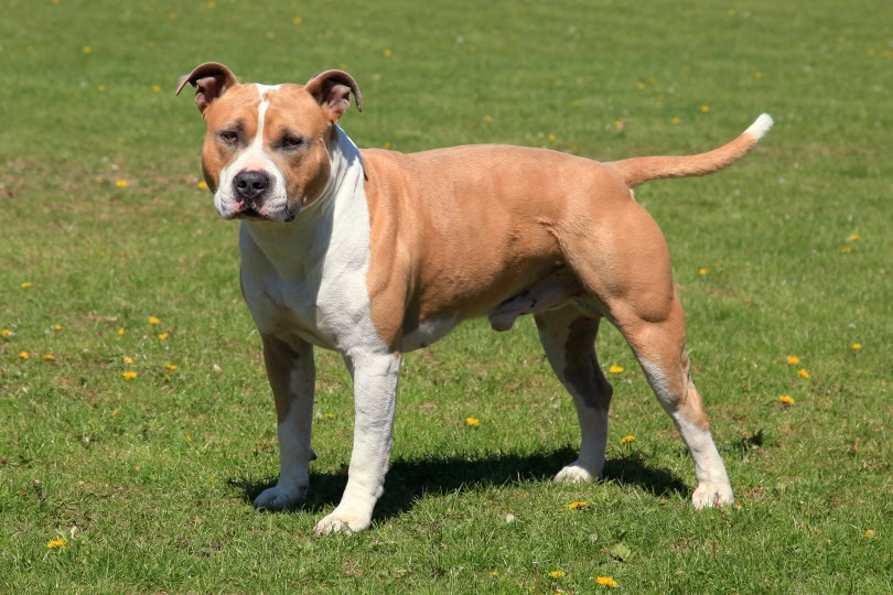 staffordshire terrier_Radomir Rezny_Shutterstock