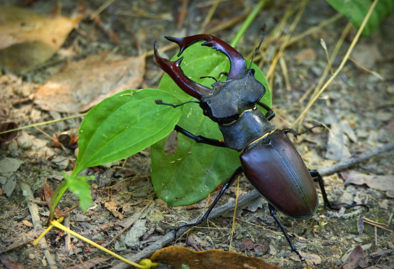 stag beetle