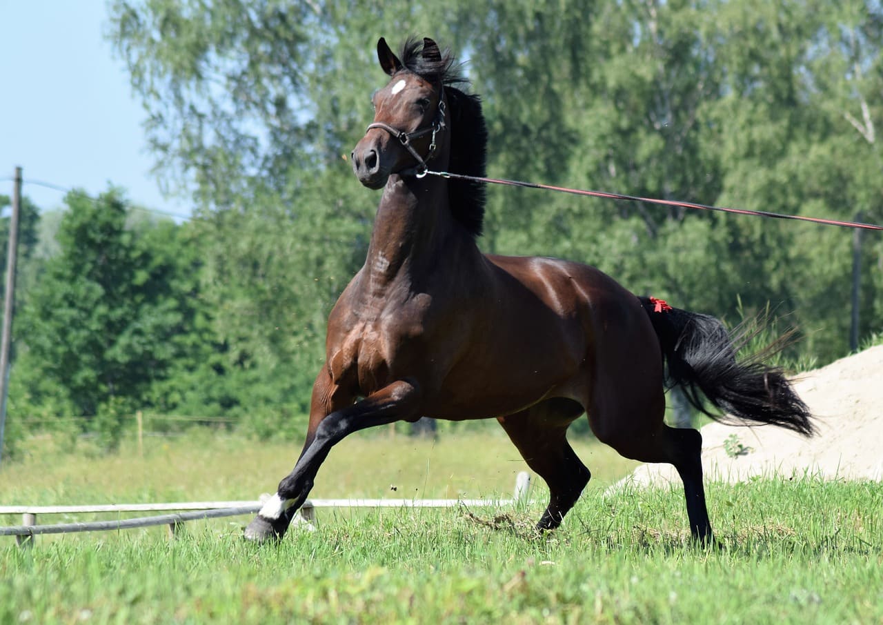 stallion