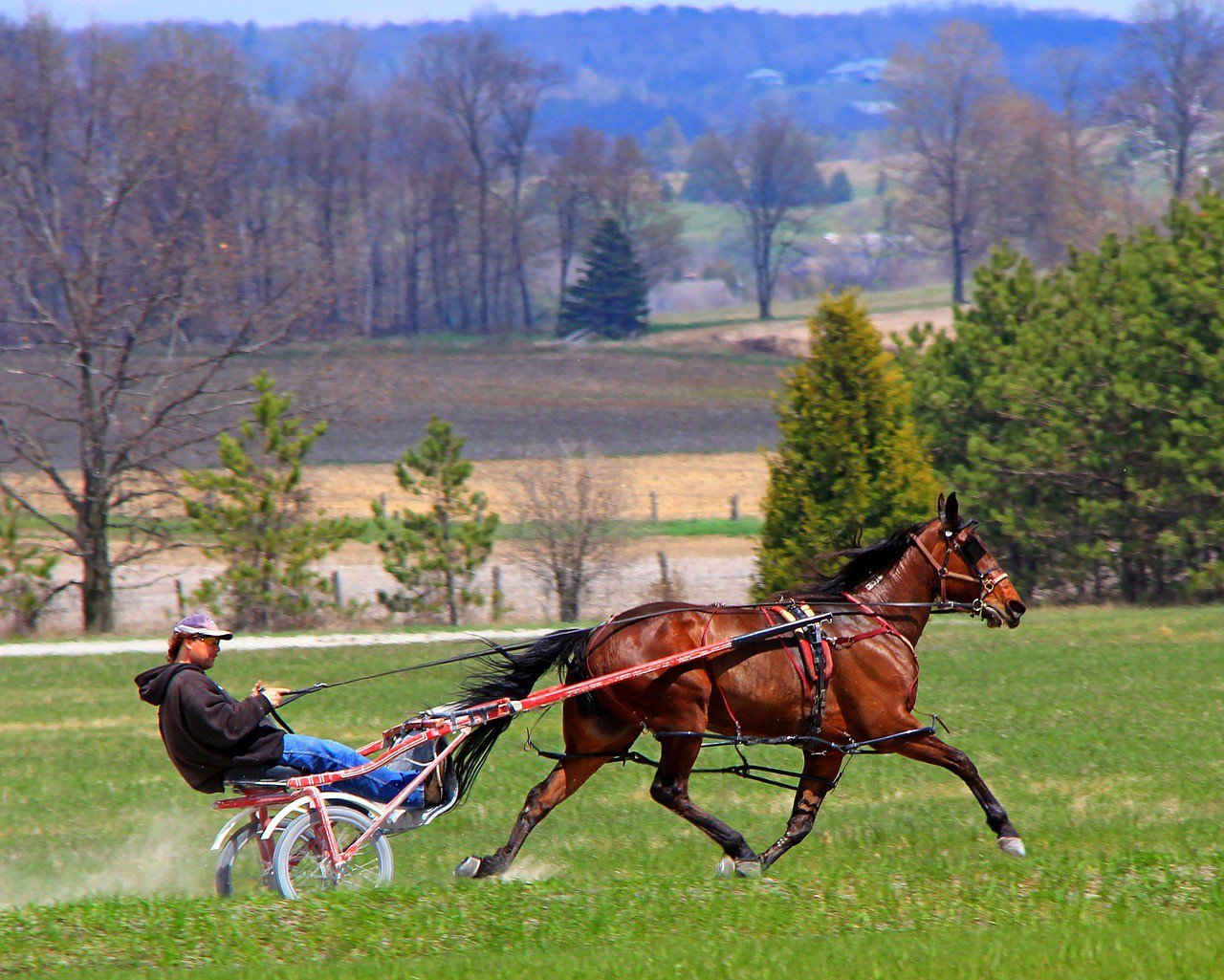 standardbred horse