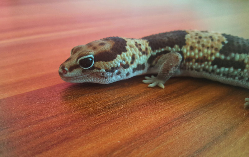 starburst african fat tailed gecko on the floor