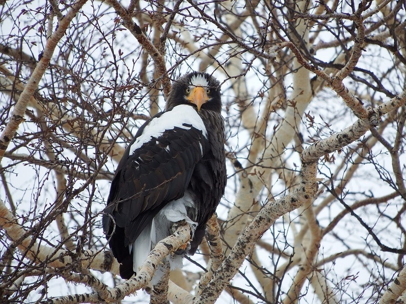 stellers-sea-eagle-pixabay