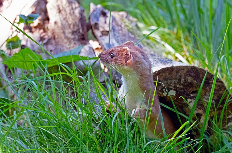 stoat hunting
